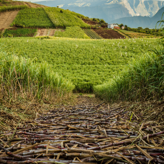 Une marque engagée dans le développement durable