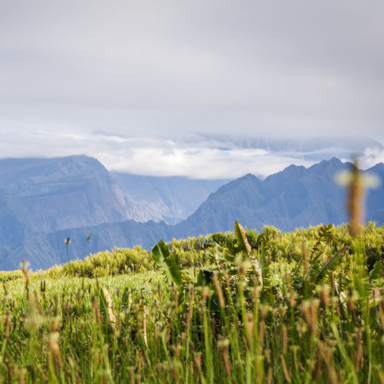 Rhum Arrangés des Alpes Prairie