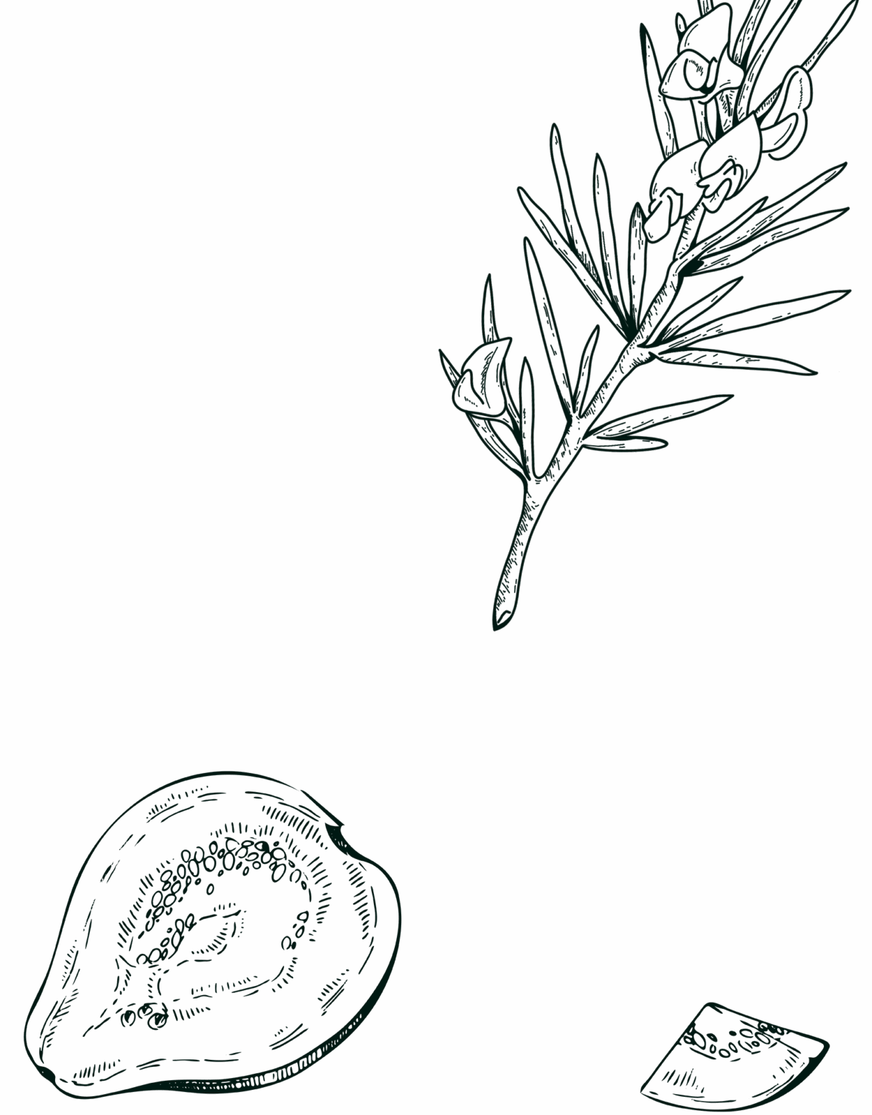 Arrangé goyave rooibos gravure background