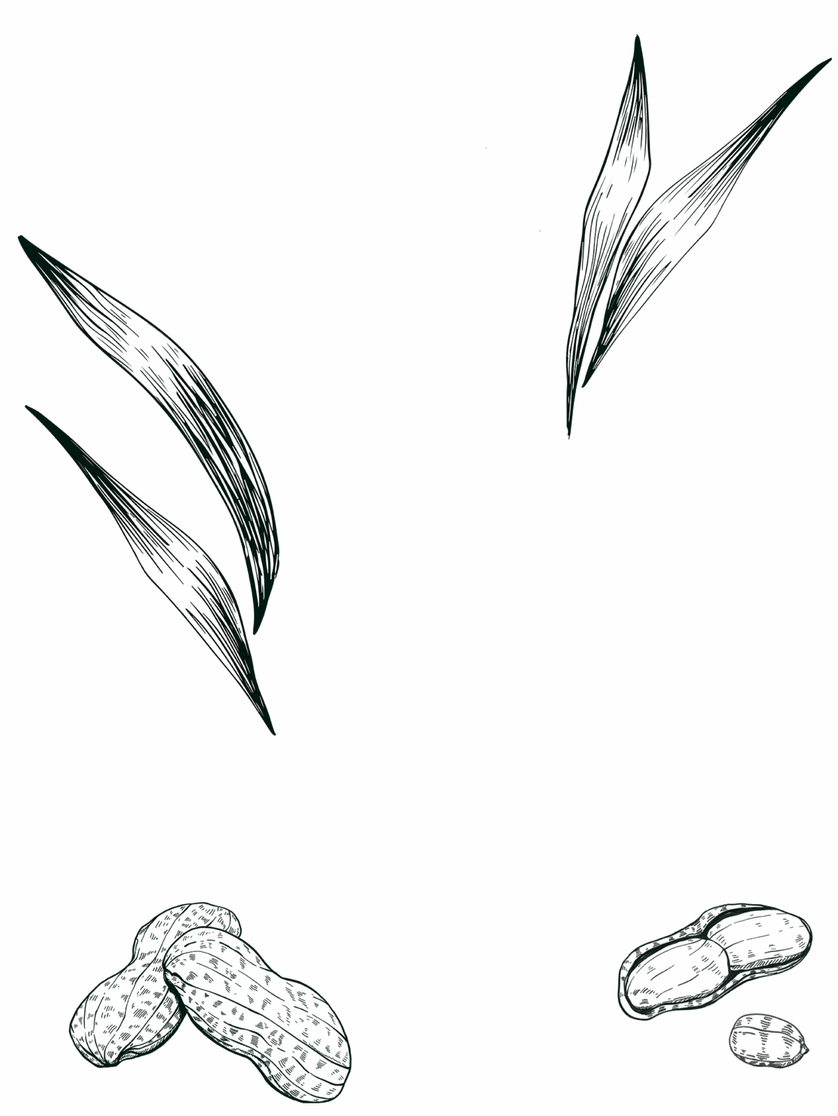 Douceur d'arrangé cahouète gravure background