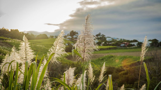 Fleurs de canne à sucre Isautier