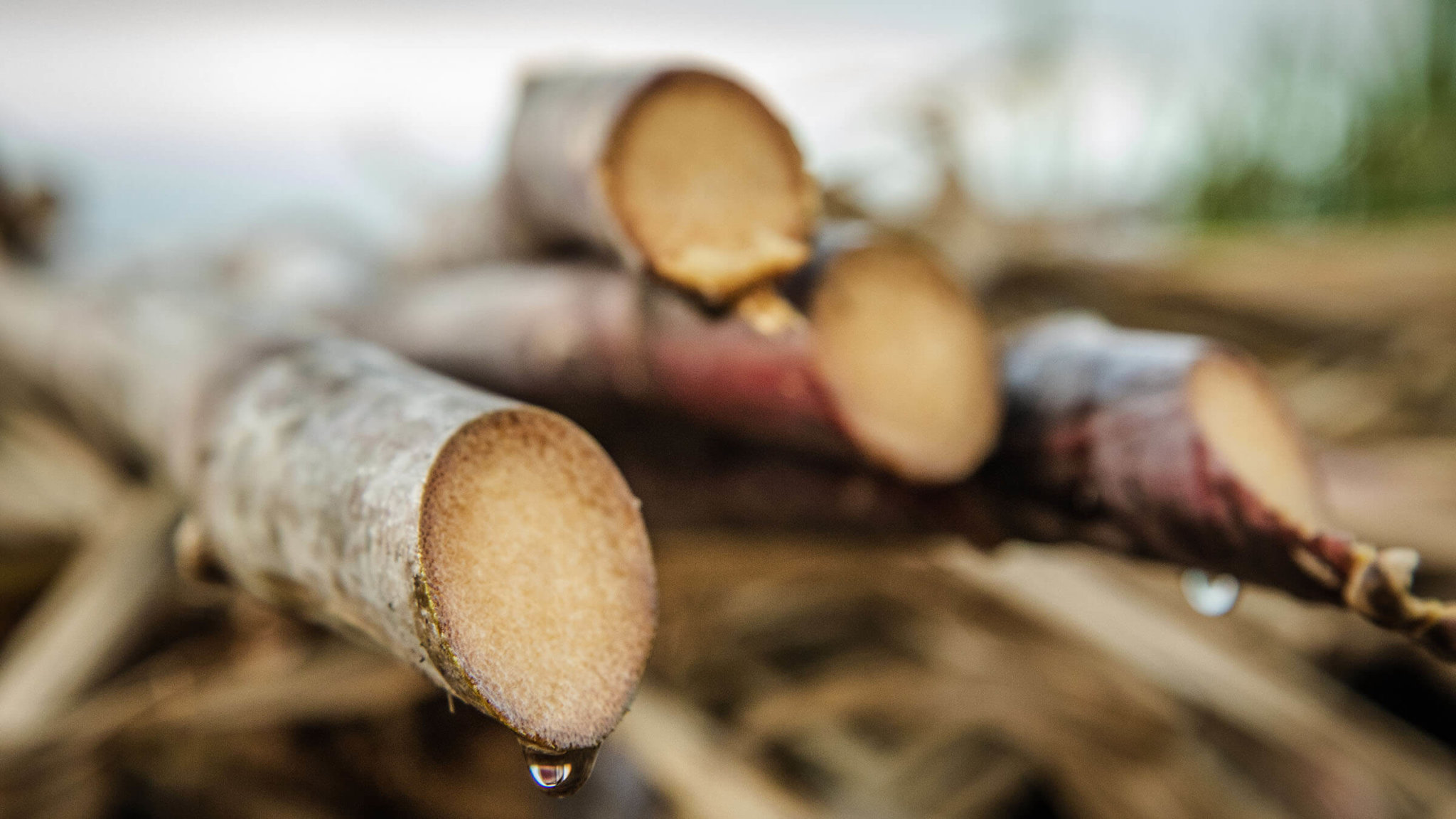 #Isautier Spirit - Discover the House of Isautier