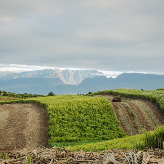 Paysage Réunion champ canne à sucre Isautier