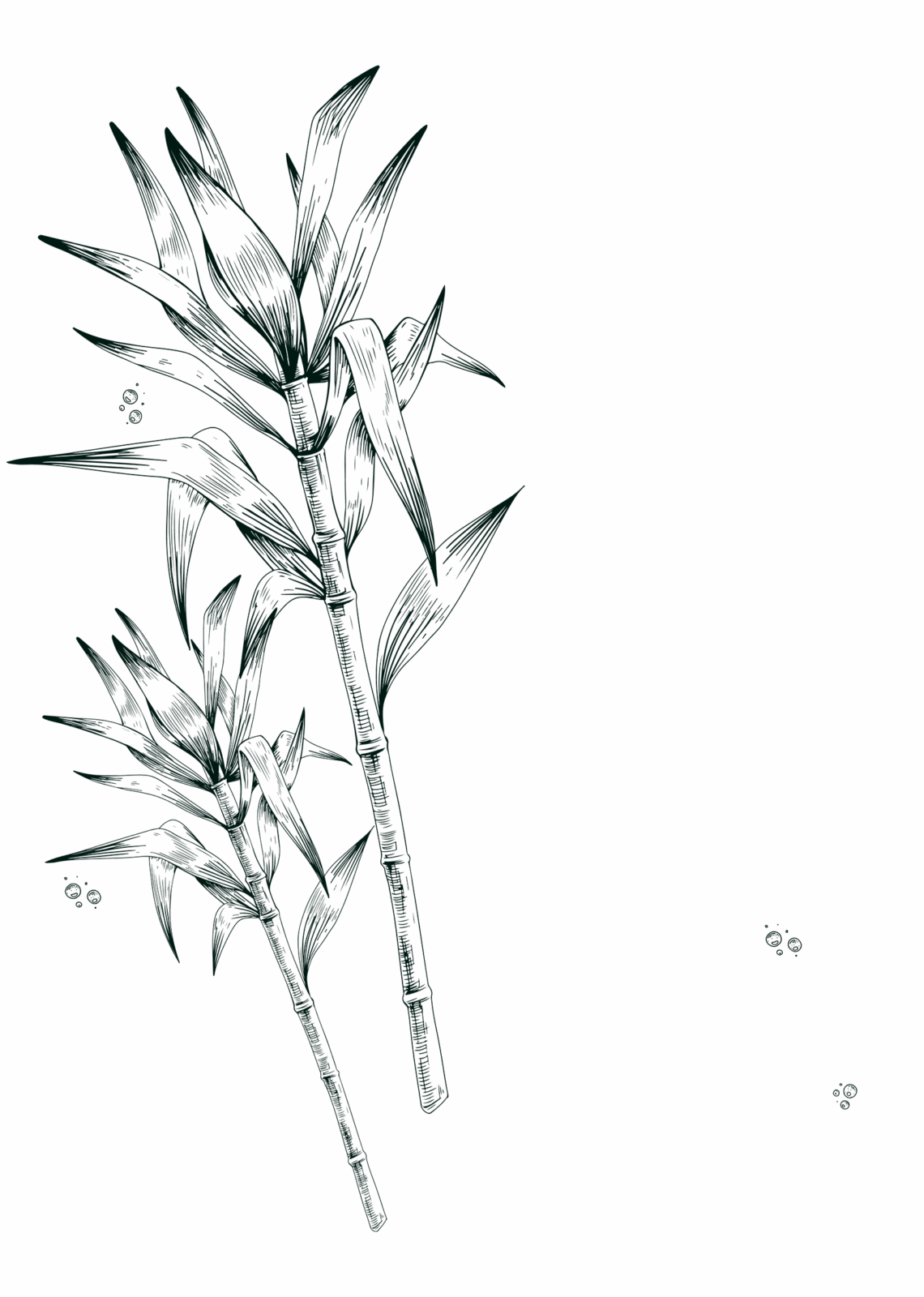 rhum_brun_secret_de_canne