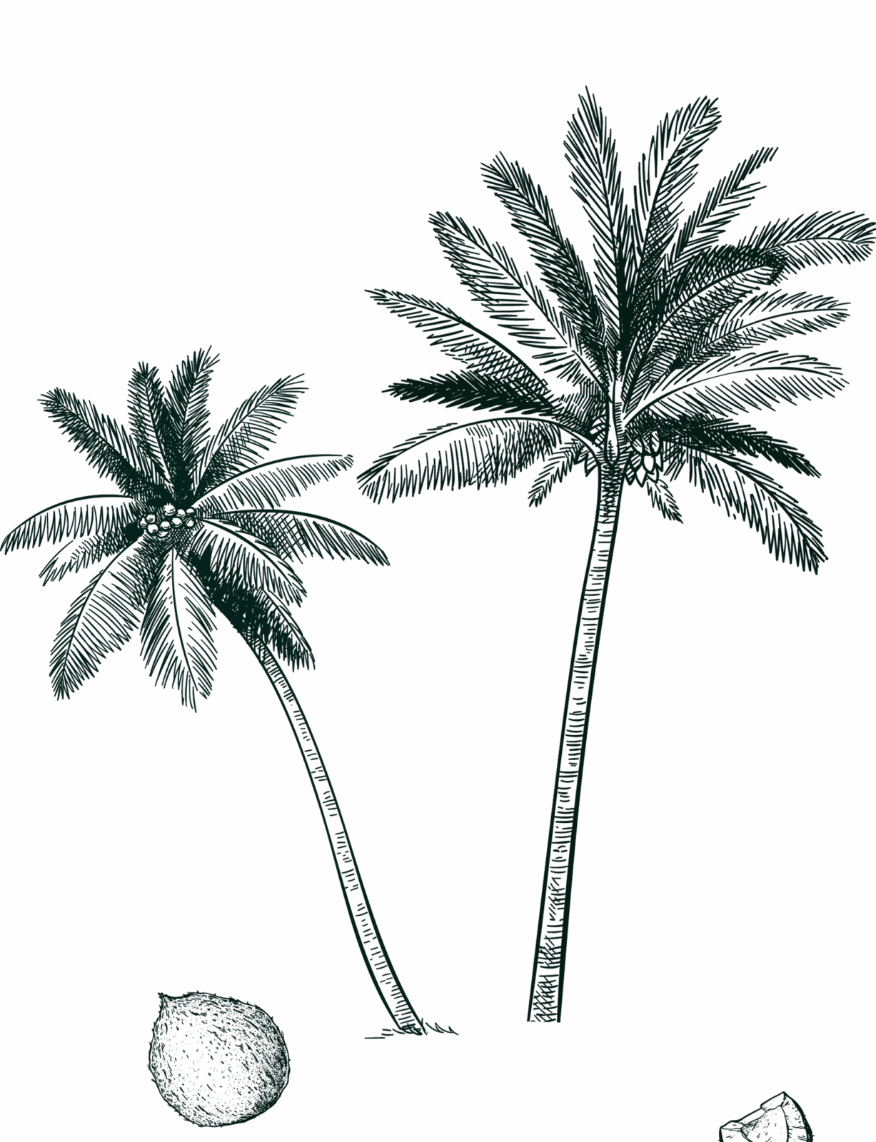 Arhumatik coco gravure background