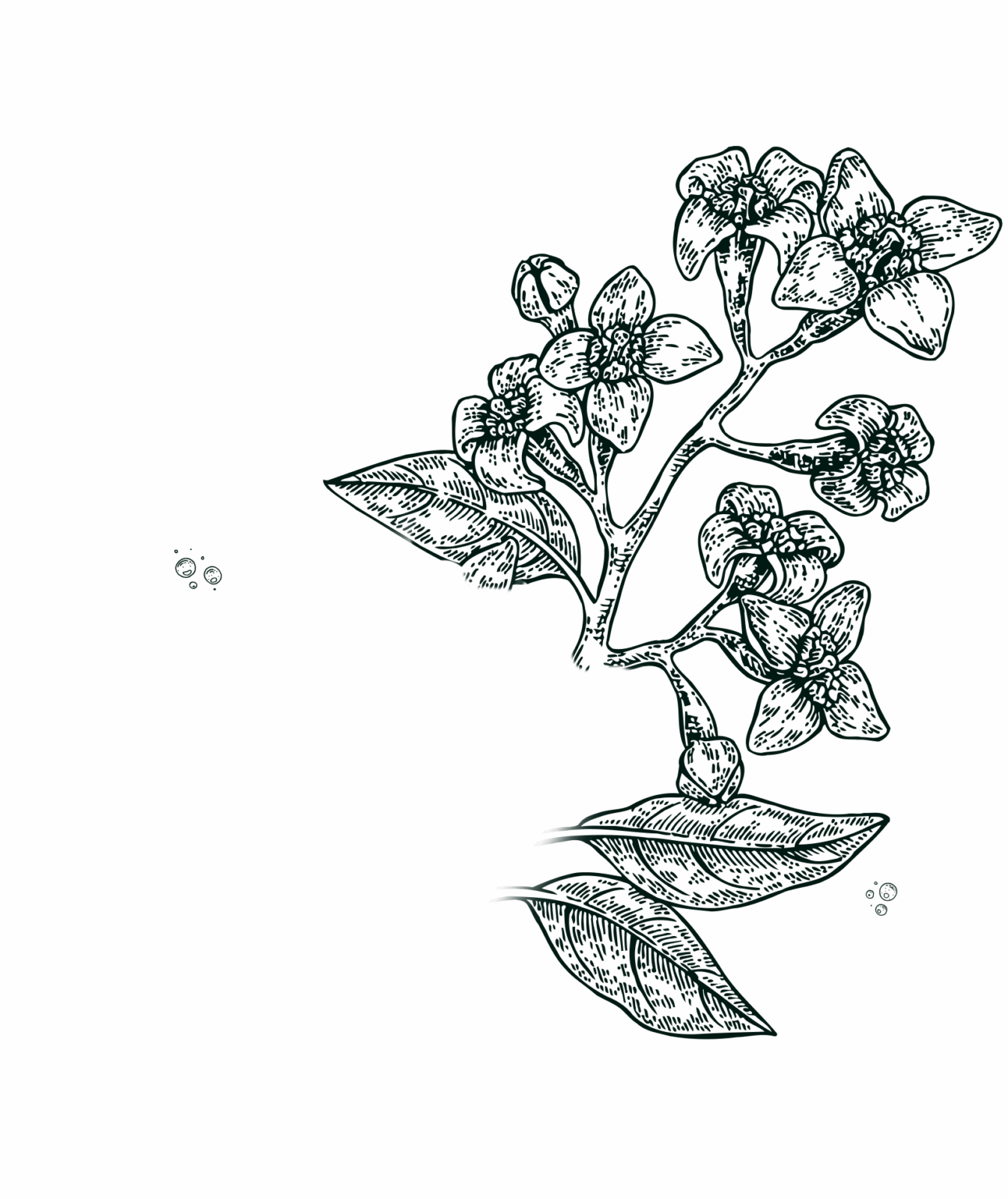 Gravure Rhum Vieux Alfred