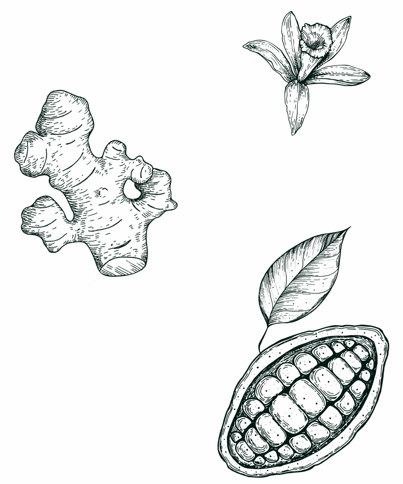 Gravure Rhum Vieux Antoinette