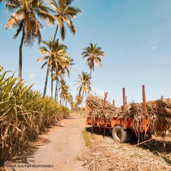 Sugar cane and Reunion rum: an inseparable combination