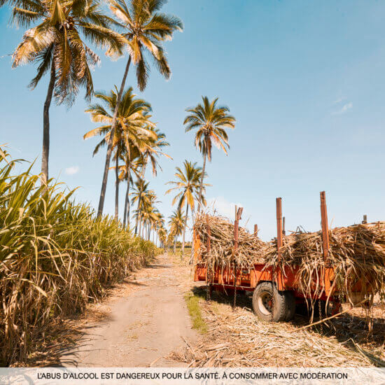 Canne à sucre et rhum réunionnais : inséparable combinaison