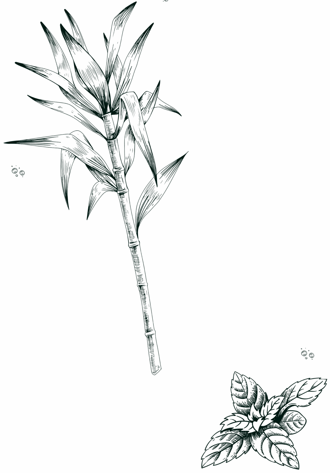 sugar cane engraving