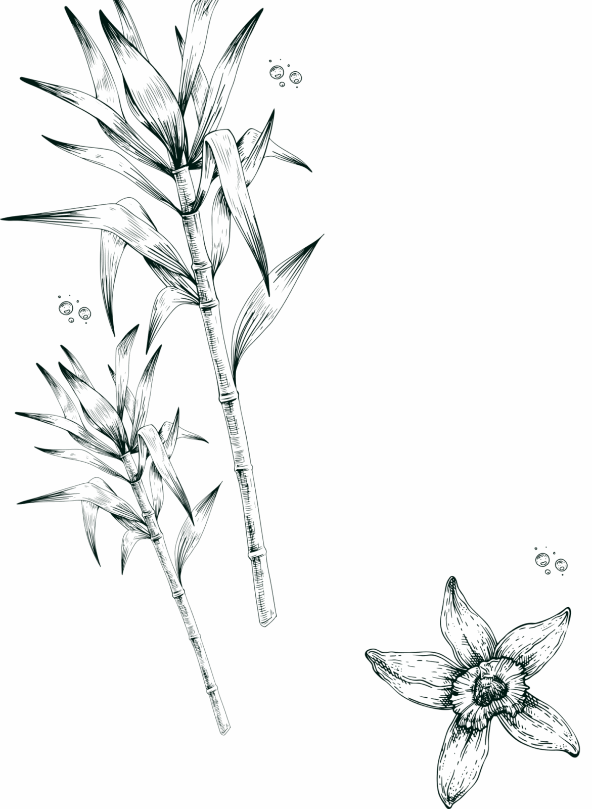 gravure canne à sucre et fleurs de vanille